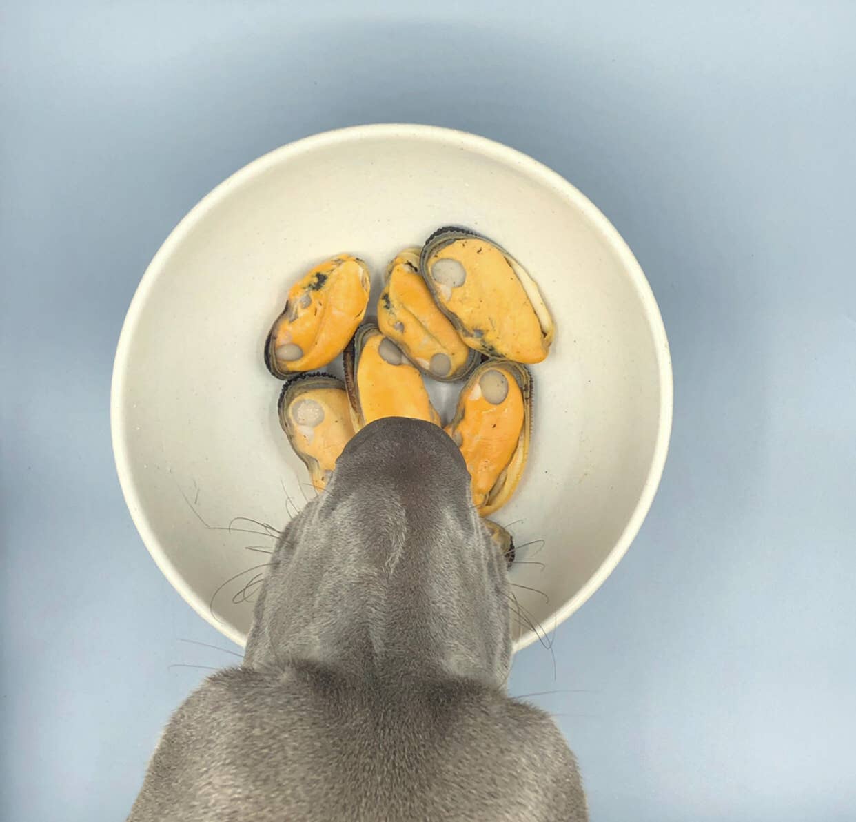 Moule à lèvres vertes pour chiens