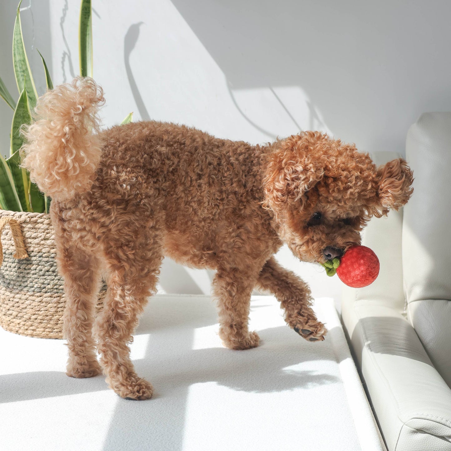Tomato Soup - Peluche de fouille