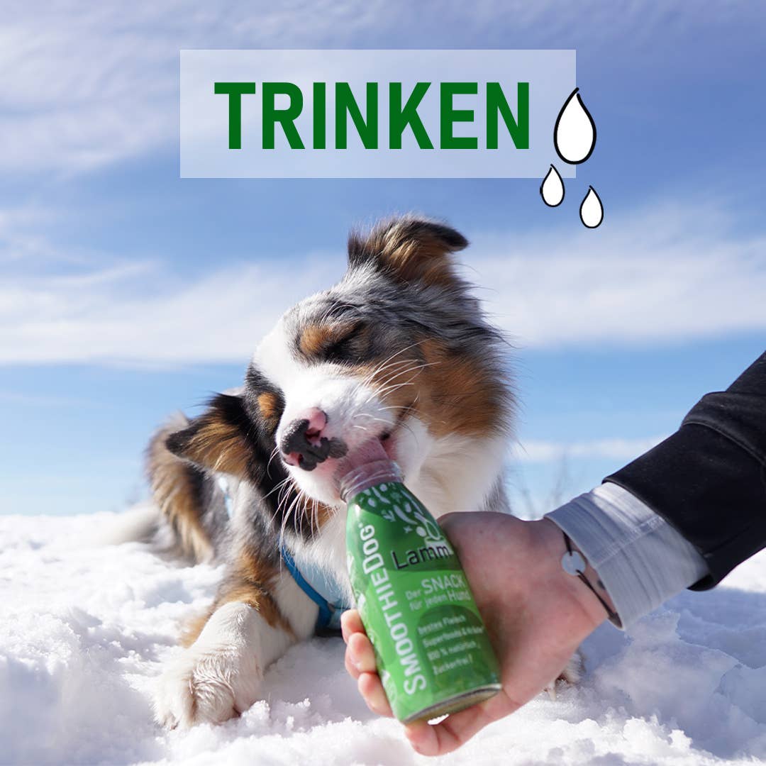 Smoothie pour chien à l'agneau