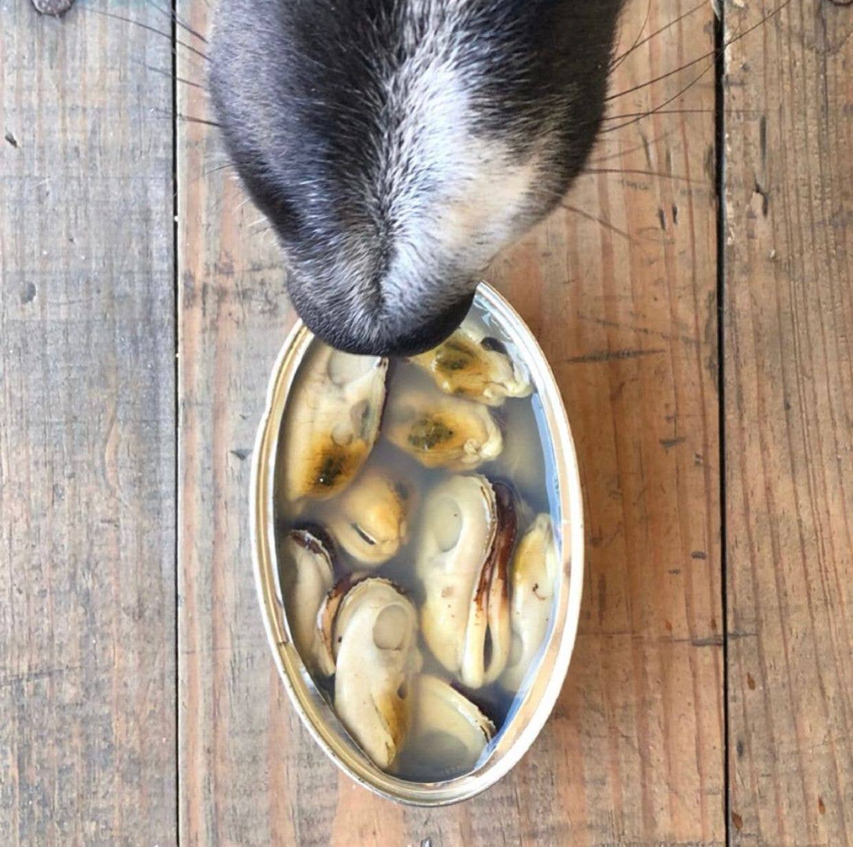 Moule à lèvres vertes pour chiens