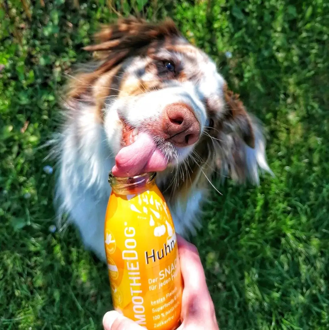Smoothie pour chien au poulet