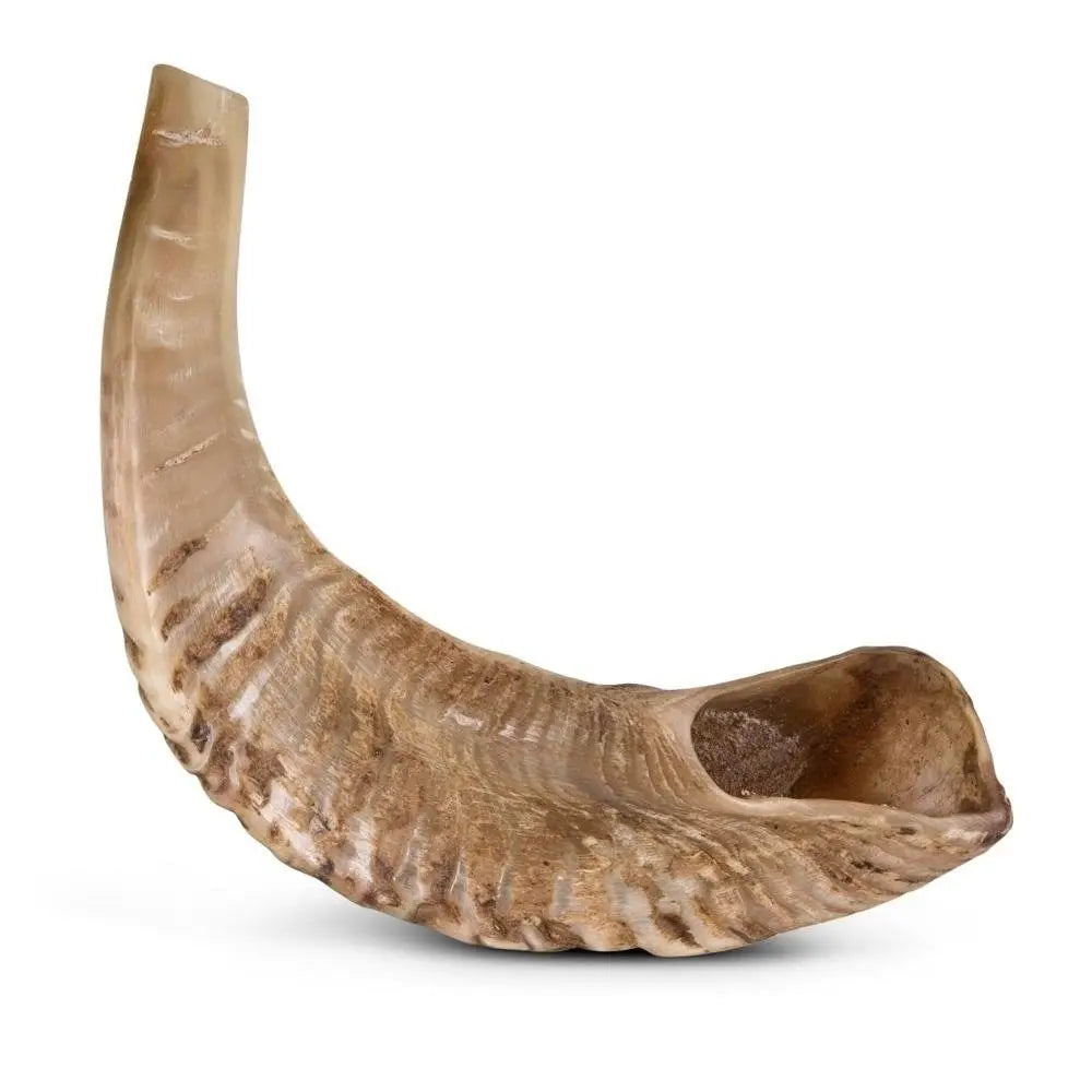 Corne de mouton - Mastication très longue