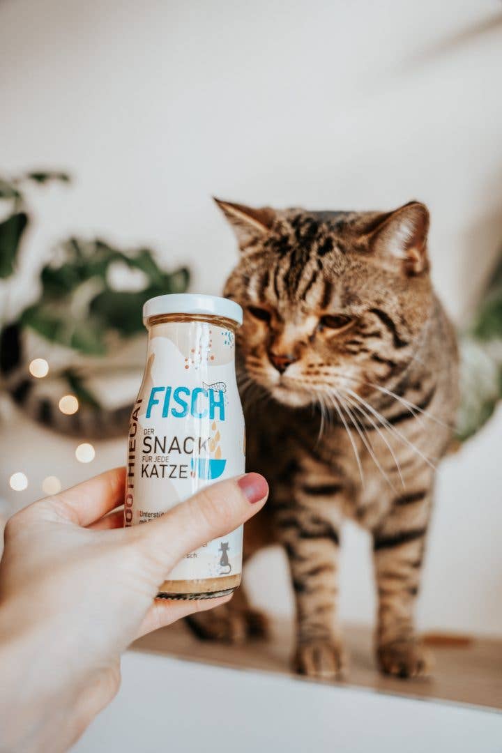 Smoothie pour chat au poisson