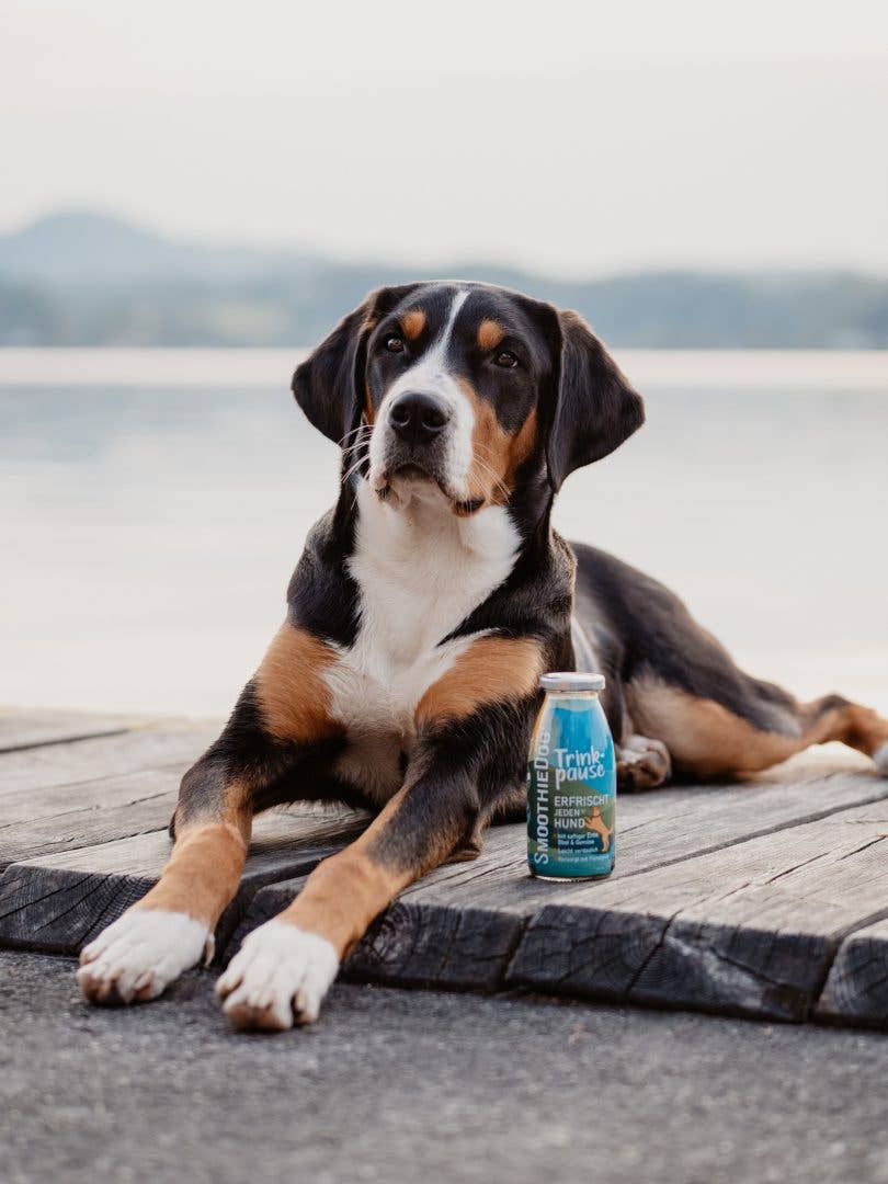 Smoothie pour chien au canard